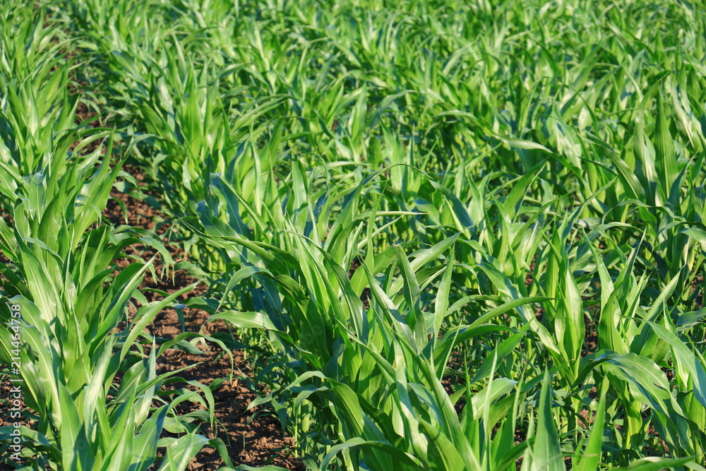 Obraz premium Cornfield on Bright Summer Day