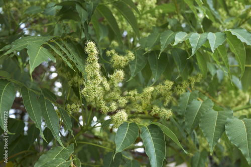 Ailanthus altissima
