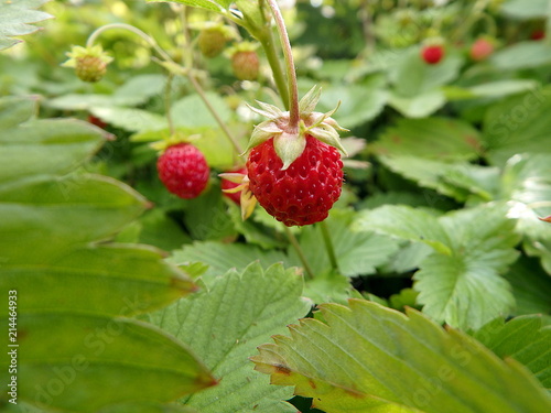 Wild strawberry plant with green leafs and ripe red fruit, Woodland strawberry(Fragaria vesca)