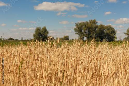 field of wheat photo