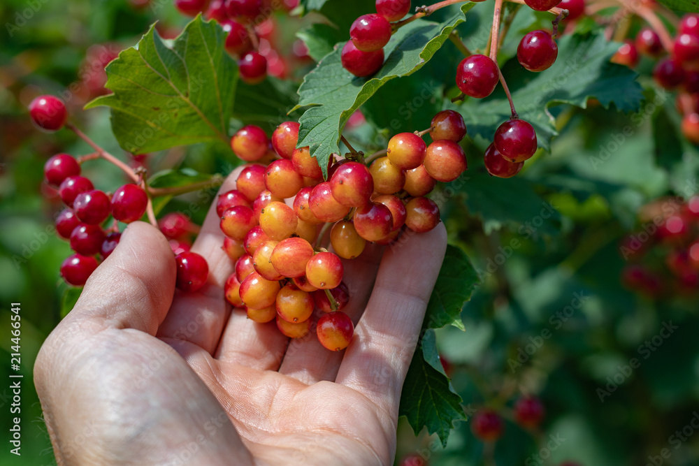 Fototapeta premium Rote Beeren in der Hand
