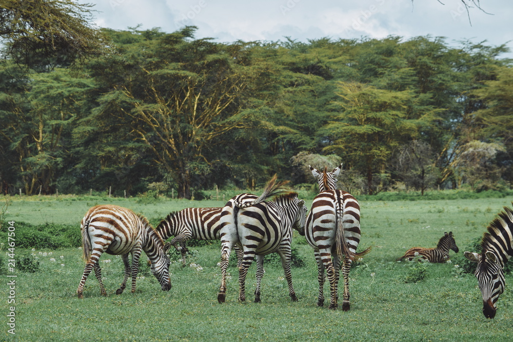 Naklejka premium A group of Zebras at Crater Lake Game Sanctuary, Naivasha, Kenya