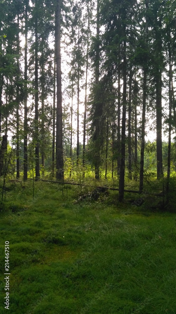 Fototapeta premium russian forest, trees, plant and grass in saint-petersburg