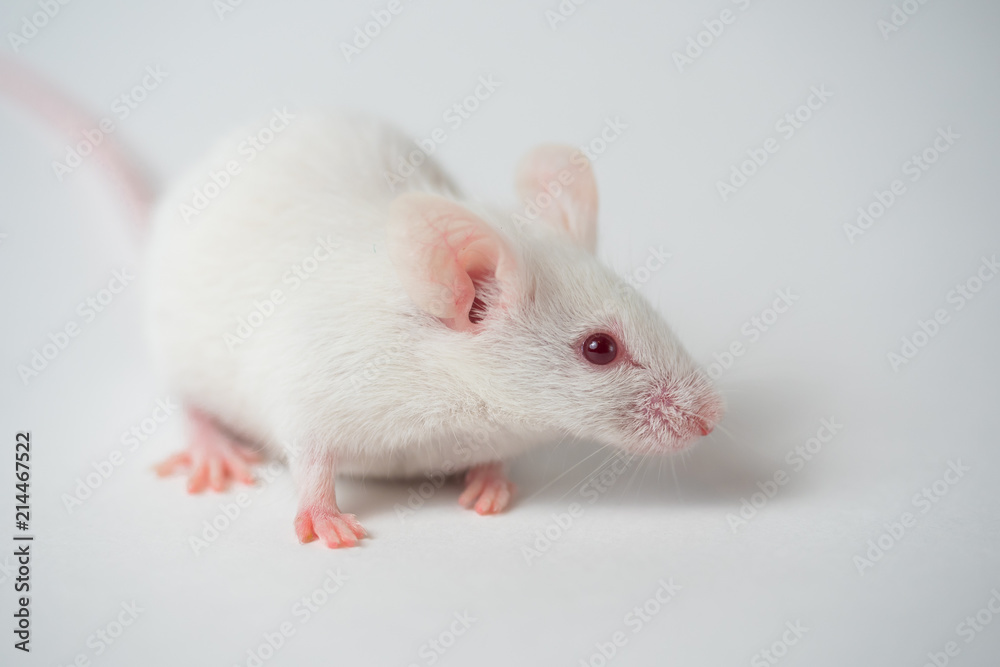 white laboratory mouse on a white background. white laboratory mouse on a white background.