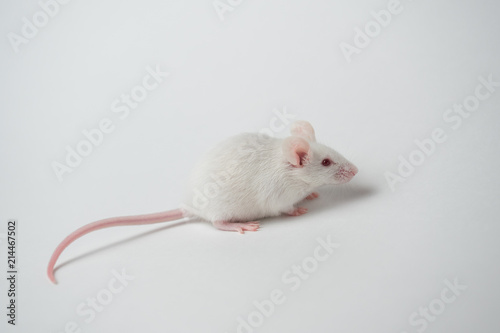 White mouse on white background