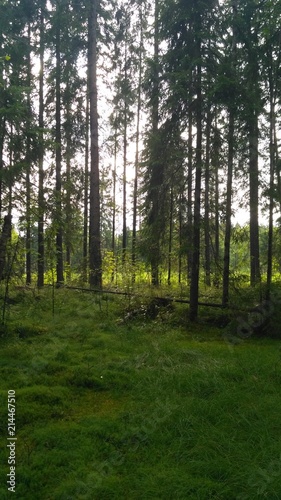 russian forest  trees  plant and grass in saint-petersburg
