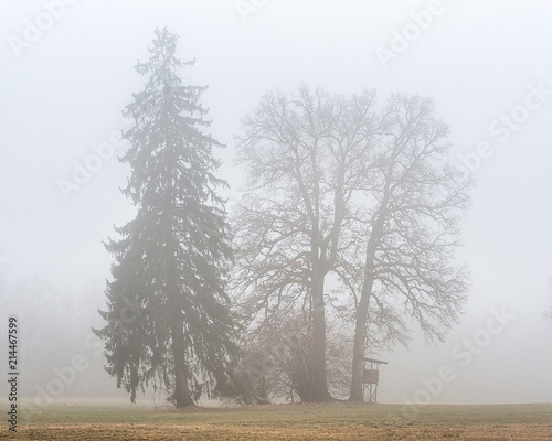 Baumgruppe im Nebel