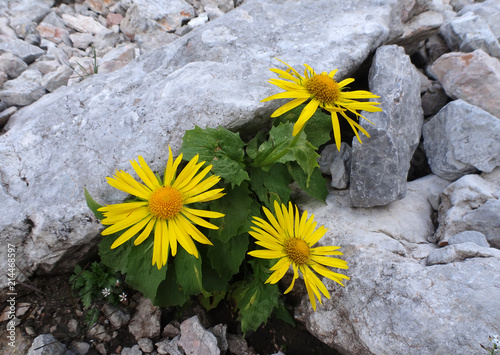 Gamswurz - Doronicum austriacum - Leopard's bane photo