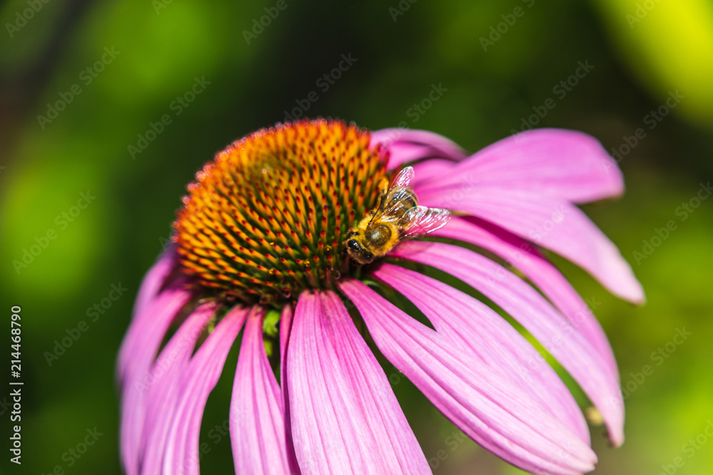 Bee on flower Bee on flower