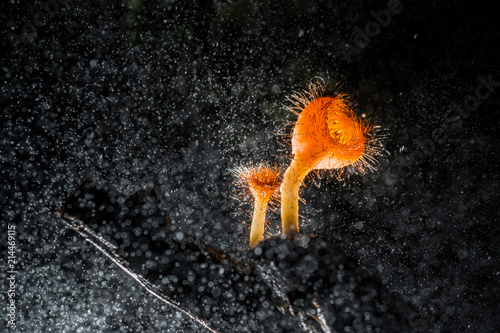 Orange mushroom ,Champagne mushroom or eyelash cup mushroom with sparkling droplets  in the forest photo