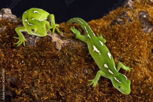 New Zealand green geckos (Naultinus elegans)