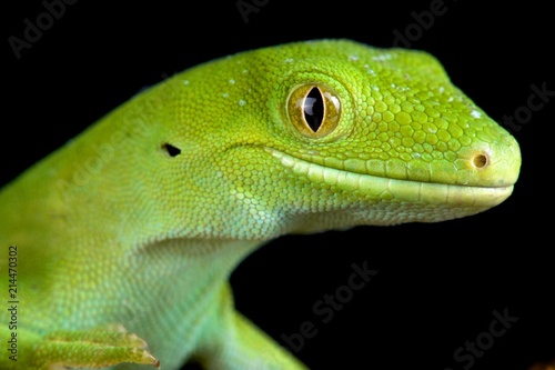 The Auckland green gecko (Naultinus elegans) is a species of gecko found only in the northern half of the North Island of New Zealand.