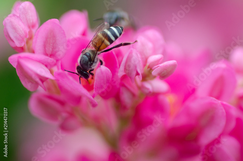 Bee on a flower. Bee on a flower of a pink flower. spring (summer) flower and bee.