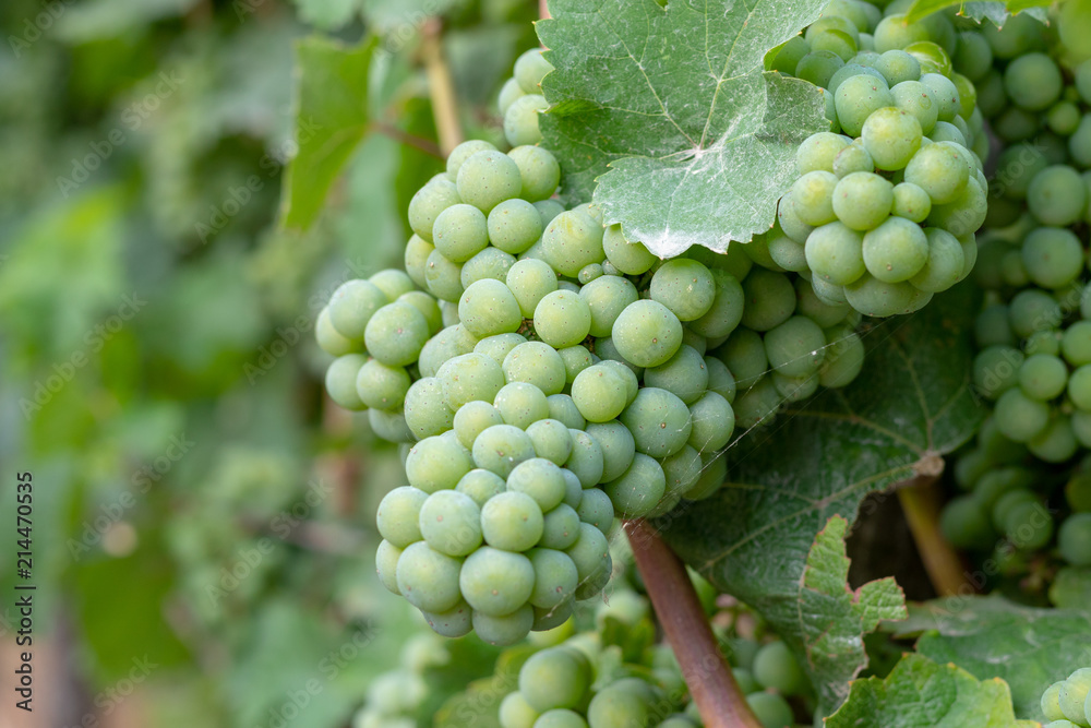 Nahaufnahme von unreifen grünen Trauben an einer Weinrebe im Sommer