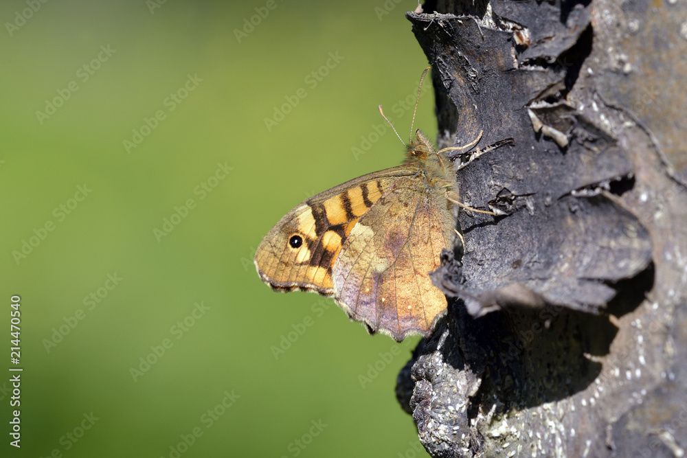 Speckled Wood - Pararge aegeria, Crete Speckled Wood - Pararge aegeria, Crete