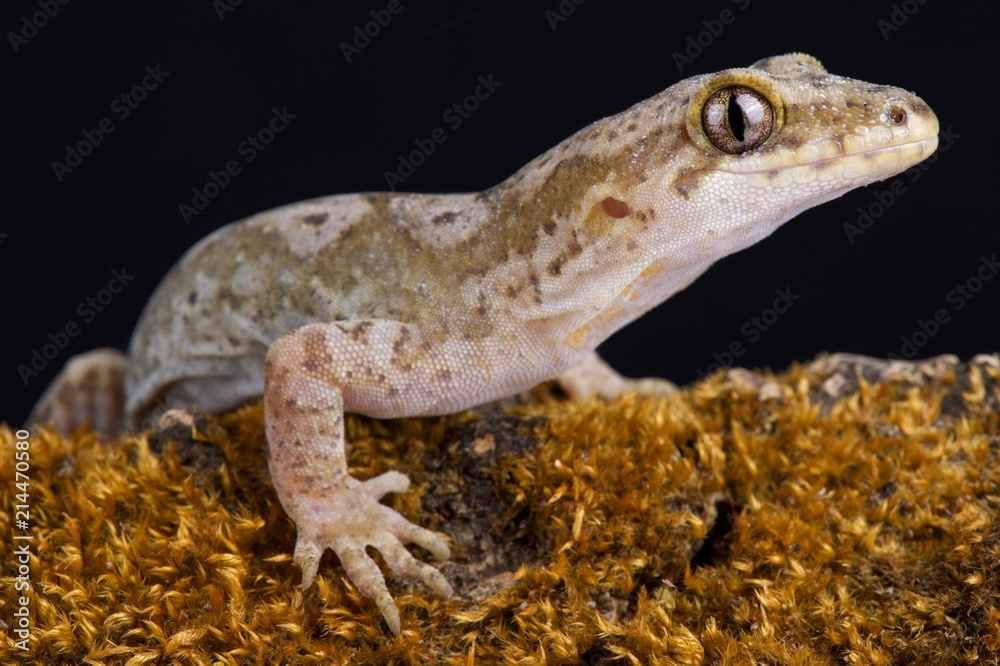 Fototapeta premium Pacific gecko (Dactylocnemis pacificus).