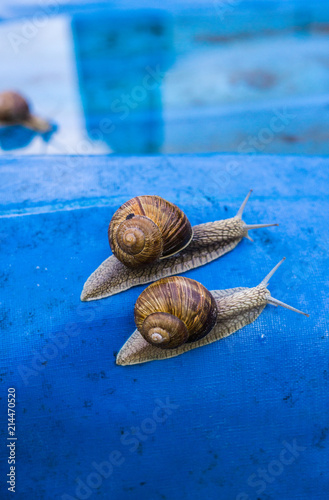 A pair of grape snails in the garden photo