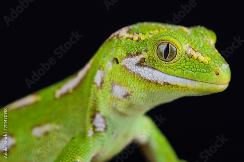 Jewelled gecko (Naultinus gemmeus)