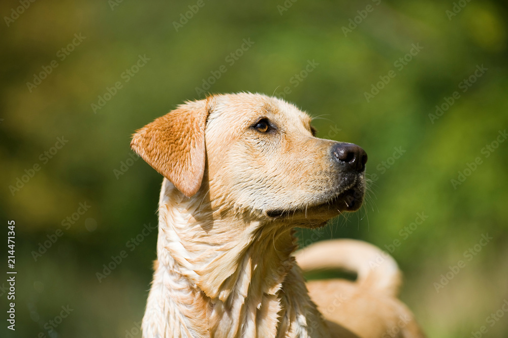 Nasser Labrador Retriever im Günen Nasser Labrador Retriever im Günen