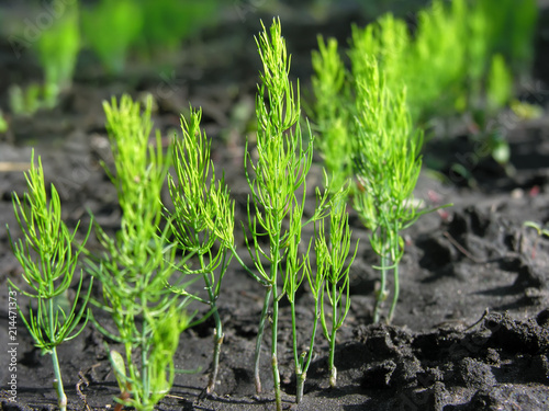 close-up of young green organically cultivated asparagus plants in the vegetable garden 