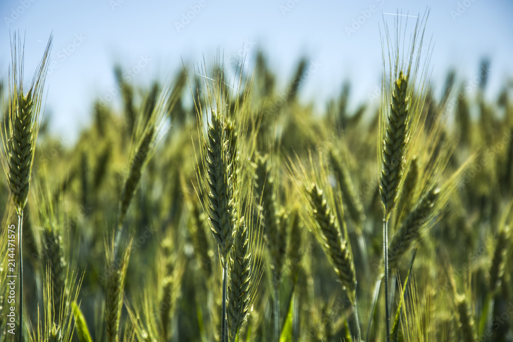 Ripening ears of gold and green triticale Ripening ears of gold and green triticale