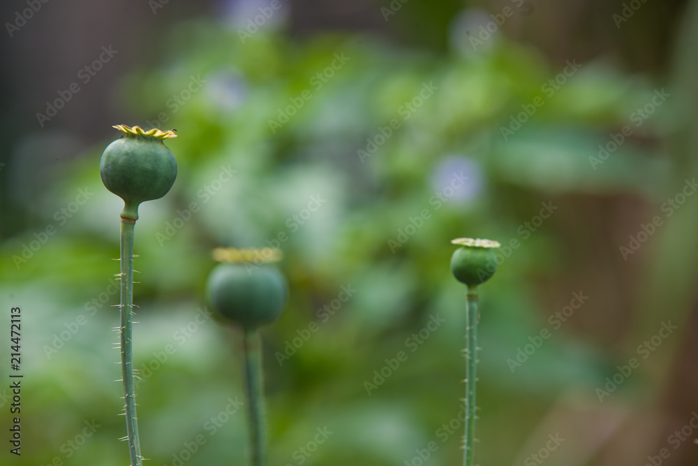 three poppy capsules in front of a blurry background three poppy capsules in front of a blurry background