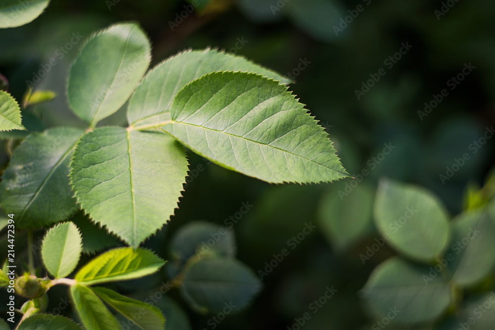 Leaves of white rose is macro, soft focus Leaves of white rose is macro, soft focus