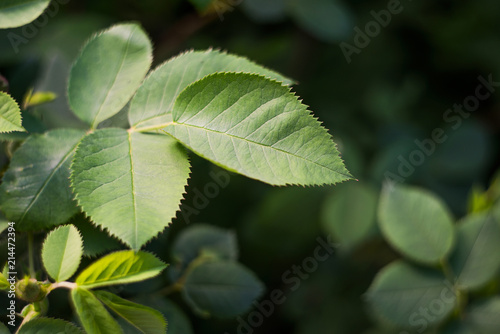 Leaves of white rose is macro  soft focus