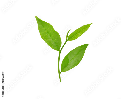 green tea leaf isolated on white © SAKORN