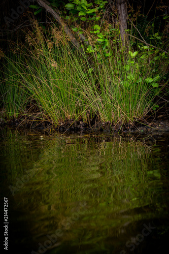 Reflections on a Lake