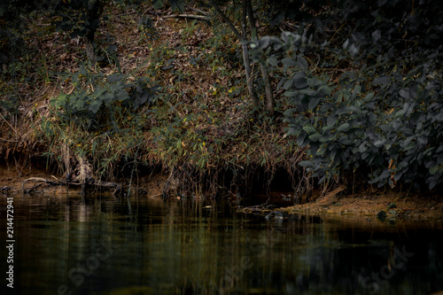 Reflections on a Lake