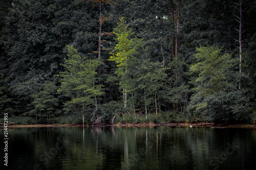Trees Reflecting on a Lake