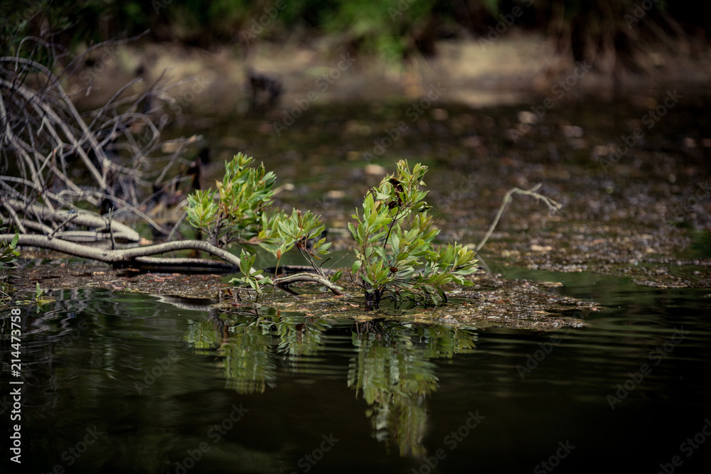 Reflections on a Lake Reflections on a Lake