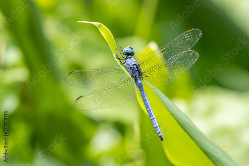 Portrait of dragonfly - Marsh Skimmer (Orthetrum luzonicum)
