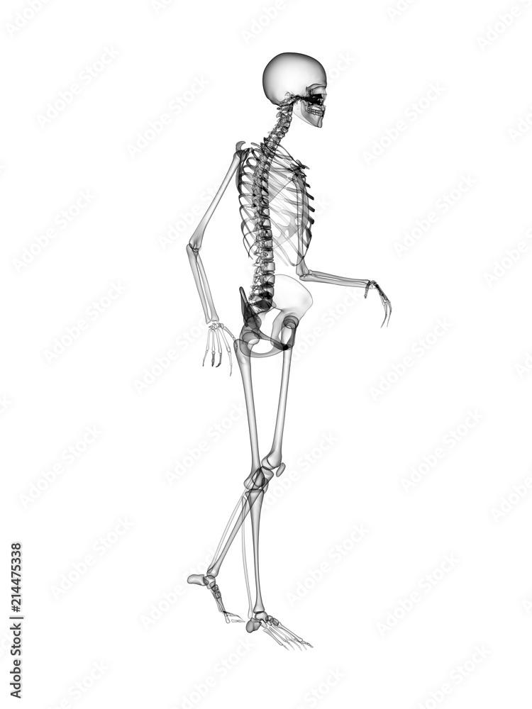 X RAY Skeleton 3D Render X RAY Skeleton 3D Render
