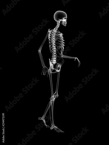 X RAY Skeleton 3D Render © ThorstenSchmitt