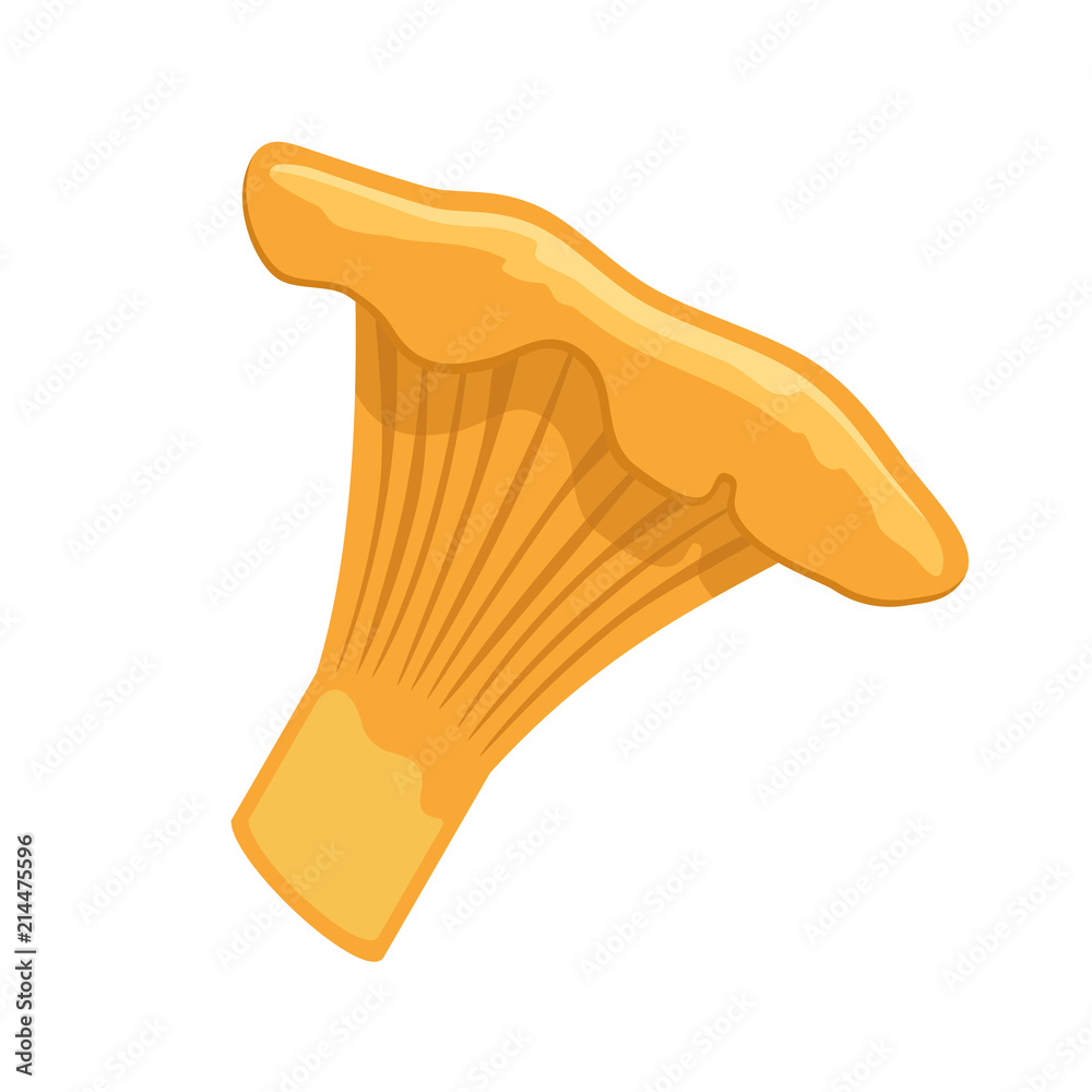 Chanterelle vector on white background Chanterelle vector on white background