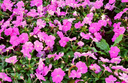 Wallpaper Mural dark pink impatiens in the garden.
pink flower on field.  Torontodigital.ca