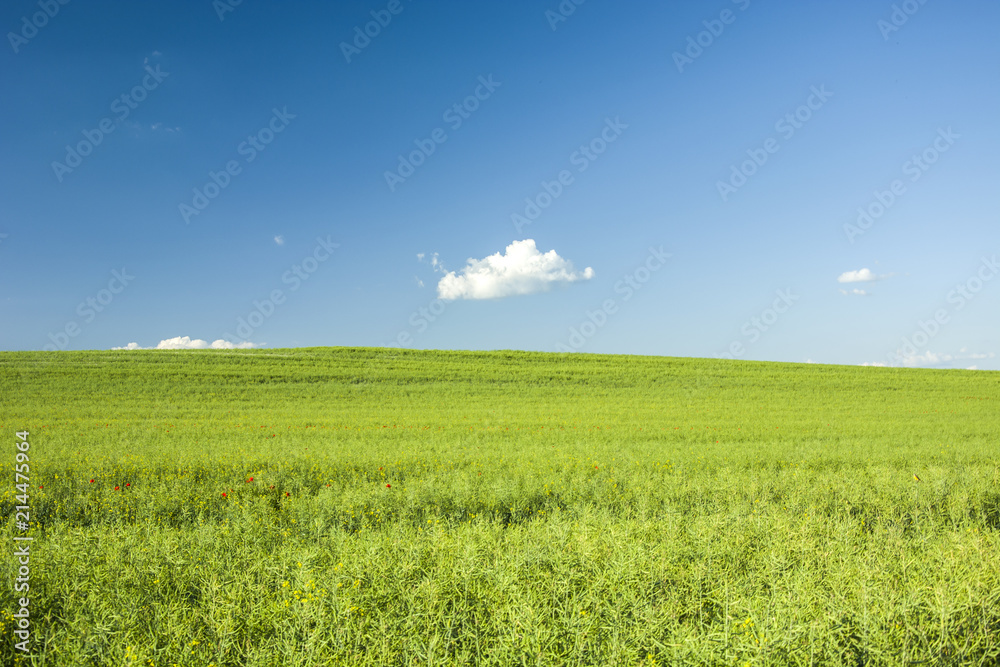 Fototapeta premium Green large rape field and blue sky