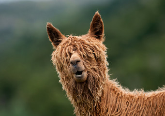 Sierkussen Lama Alpaca met zachte vacht  © Владимир Дрига