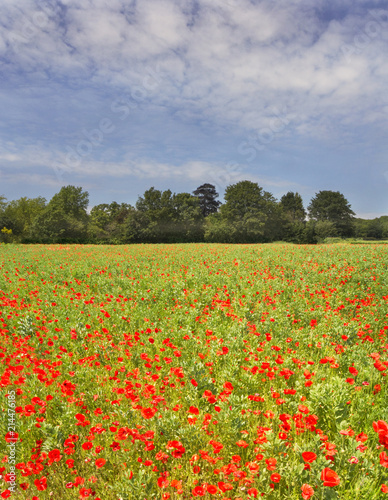 Poppy Fields © Adriansart