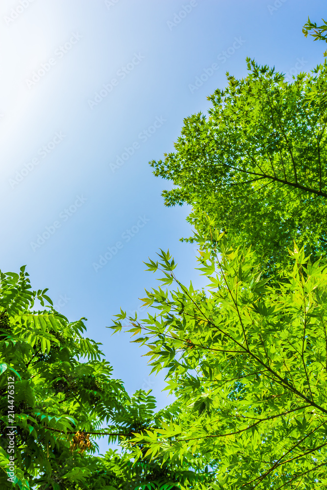 Fototapeta premium 夏の空と緑 Fresh green leaves
