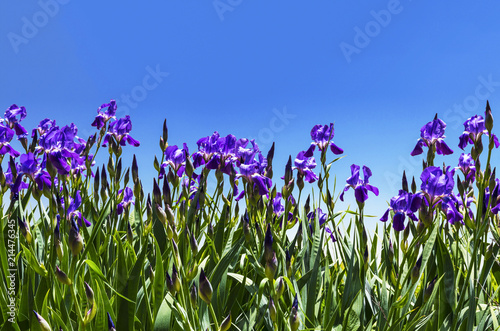 Fototapeta Naklejka Na Ścianę i Meble -  Purple irises on a background of blue sky