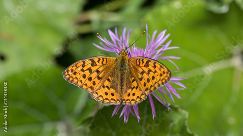 Perlmuttfalter sitzt auf lila Blume