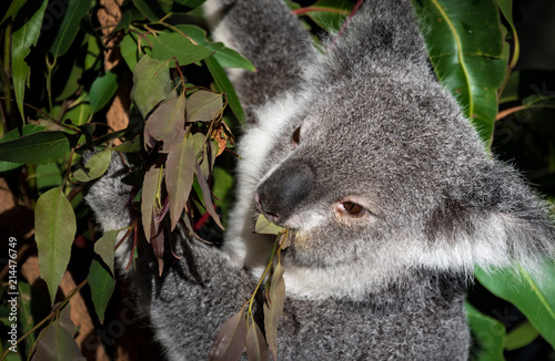 Canvas Print Australian Koala