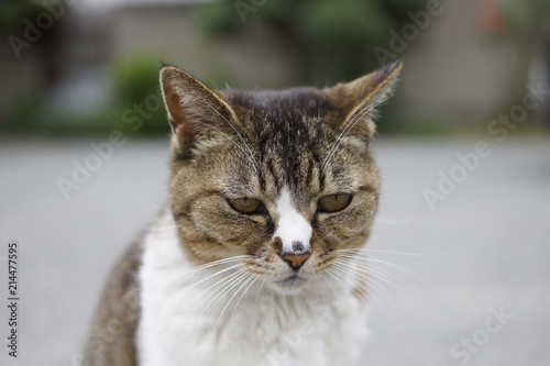 ねこ ネコ 猫 トラブル 子猫 かわいい cat 仕草 日常