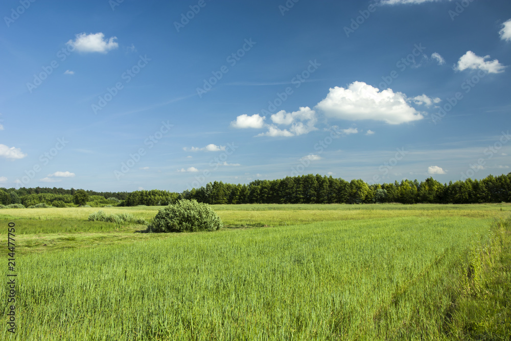 Green fields, forest and blue sky