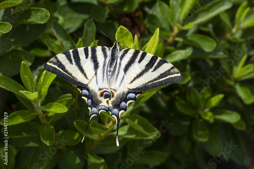 un joven Papilio machaon en un verde hojas de arbusto.