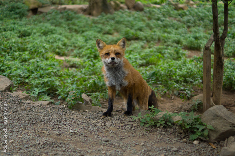 狐 キツネ fox かわいい 視線 観察 狐 キツネ fox かわいい 視線 観察