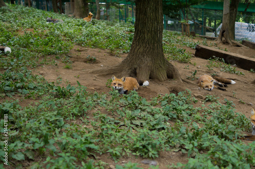 狐 キツネ fox かわいい 視線 観察